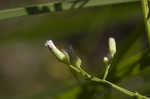 Canadian horseweed